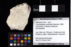 Foto (Objket + Etiketten) von Cracensigillatus acutirostris (Moericke, 1889) 